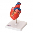 심장 인체 모형