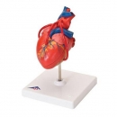 심장 인체 모형
