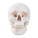 기본 두개골 인체 모형