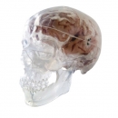 투명 두개골 인체 모형
