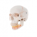하악 노출 두개골 인체 모형