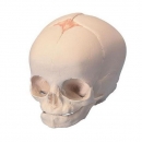 태아 두개골 인체 모형