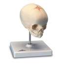 태아 두개골(머리뼈) 인체 모형