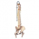 대퇴골두가 있는 고급형 척추 인체 모형