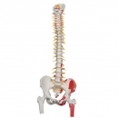 대퇴골 포함 고급형 척추 인체 모형