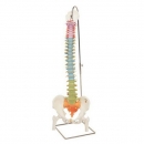 대퇴골두가 있는 교육용 척추 인체 모형