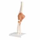 팔꿈치관절 (주관절) 인체 모형