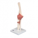 고급형 팔꿈치관절 (주관절) 인체 모형