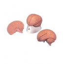 기본형 뇌 인체 모형