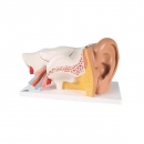귀 인체 모형