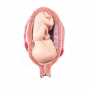 7개월의 태아 인체 모형