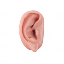 침술용 귀 인체 모형
