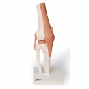 무릎관절 인체 모형